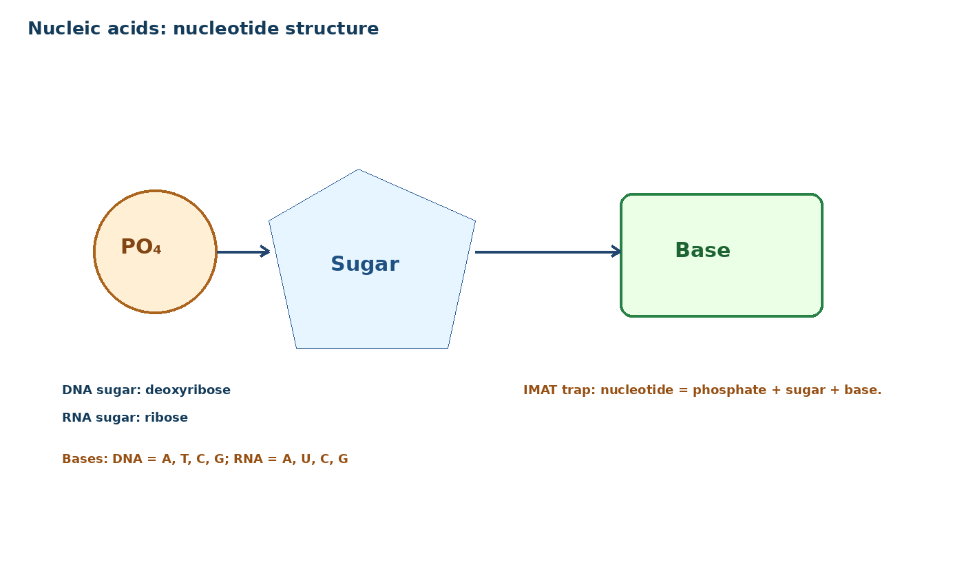 Nucleotide structure