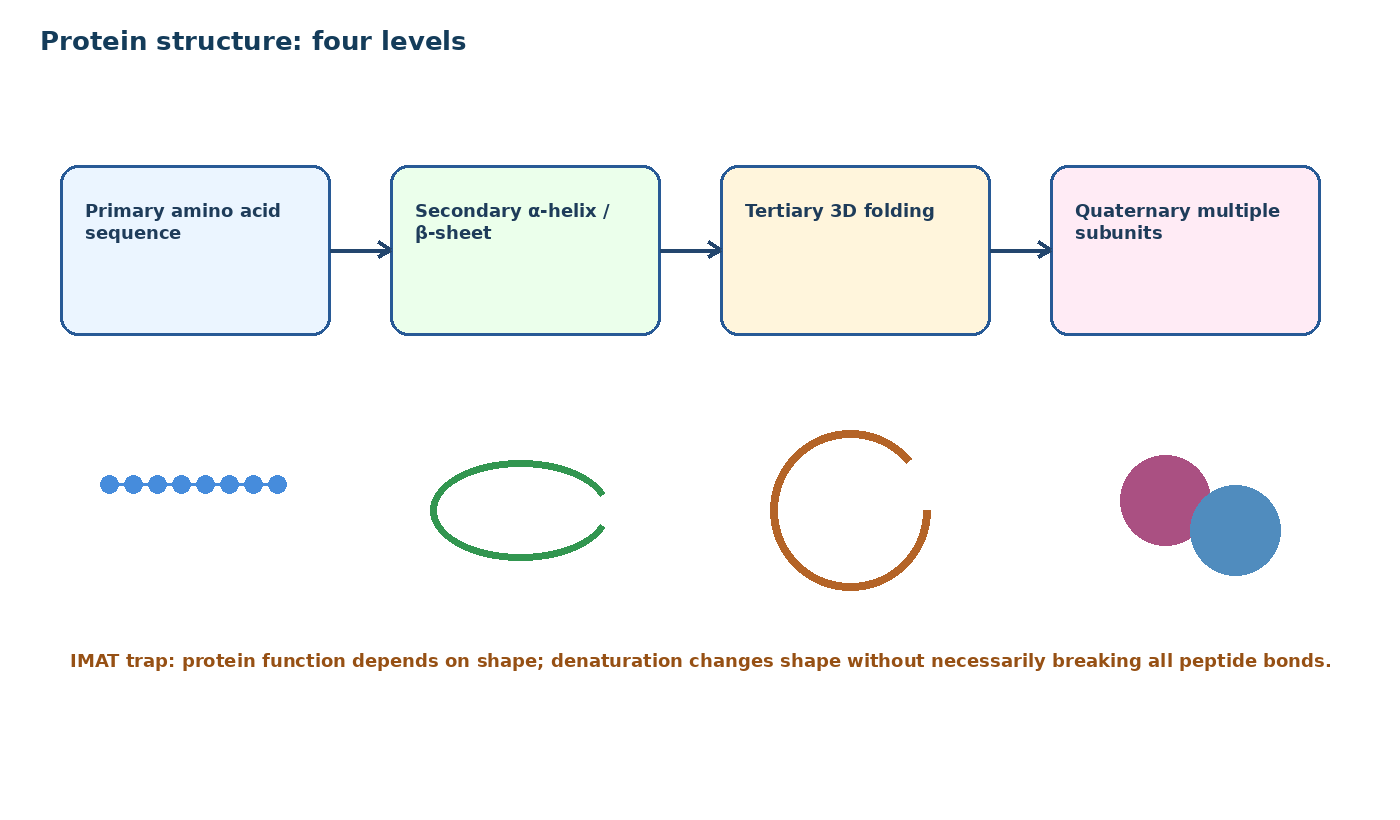 Protein structure levels
