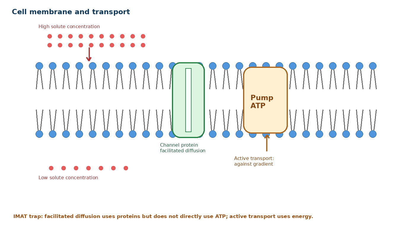 Cell Membranes, Transport and Osmosis diagram