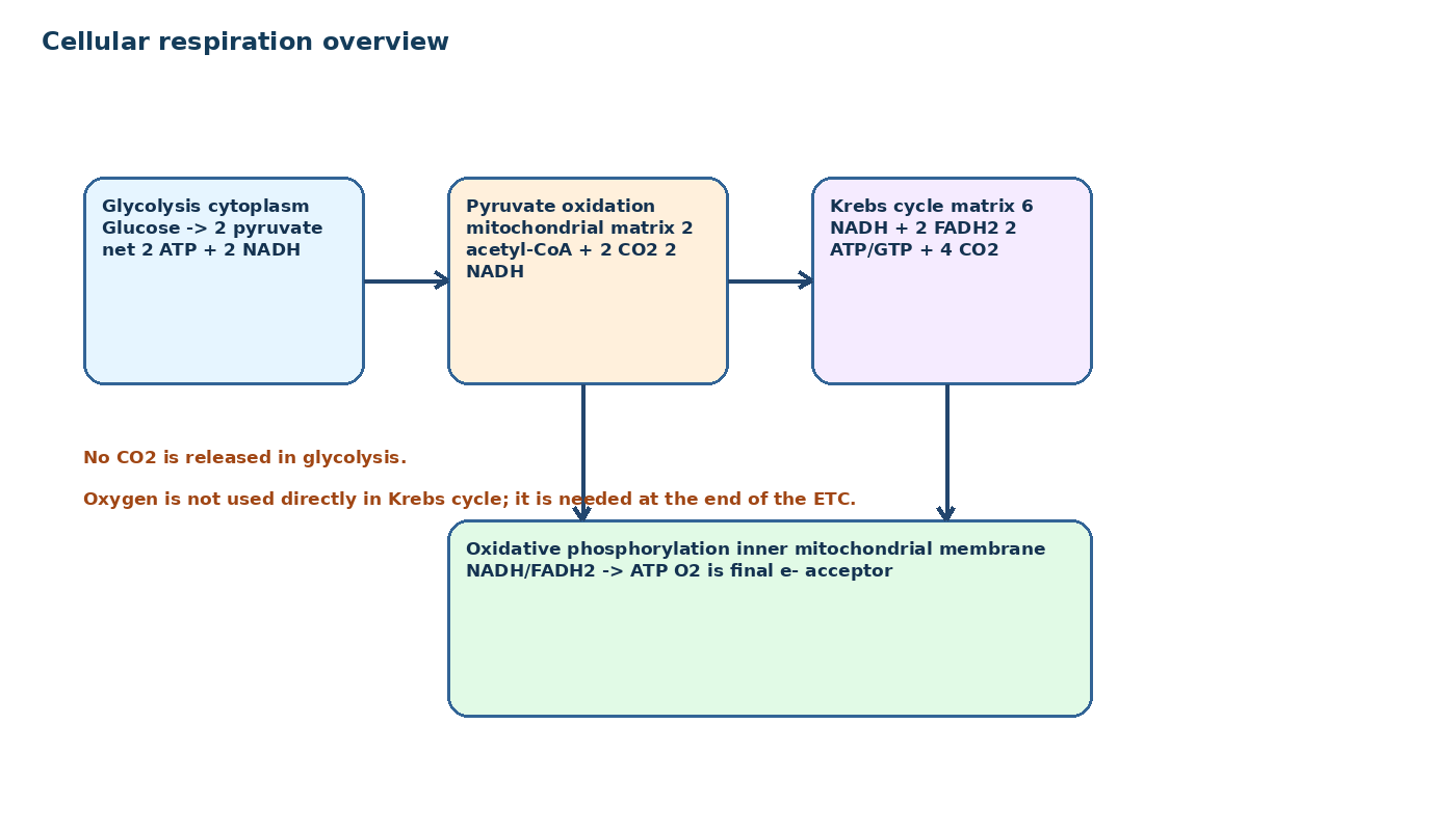 Cellular Respiration and Bioenergetics diagram