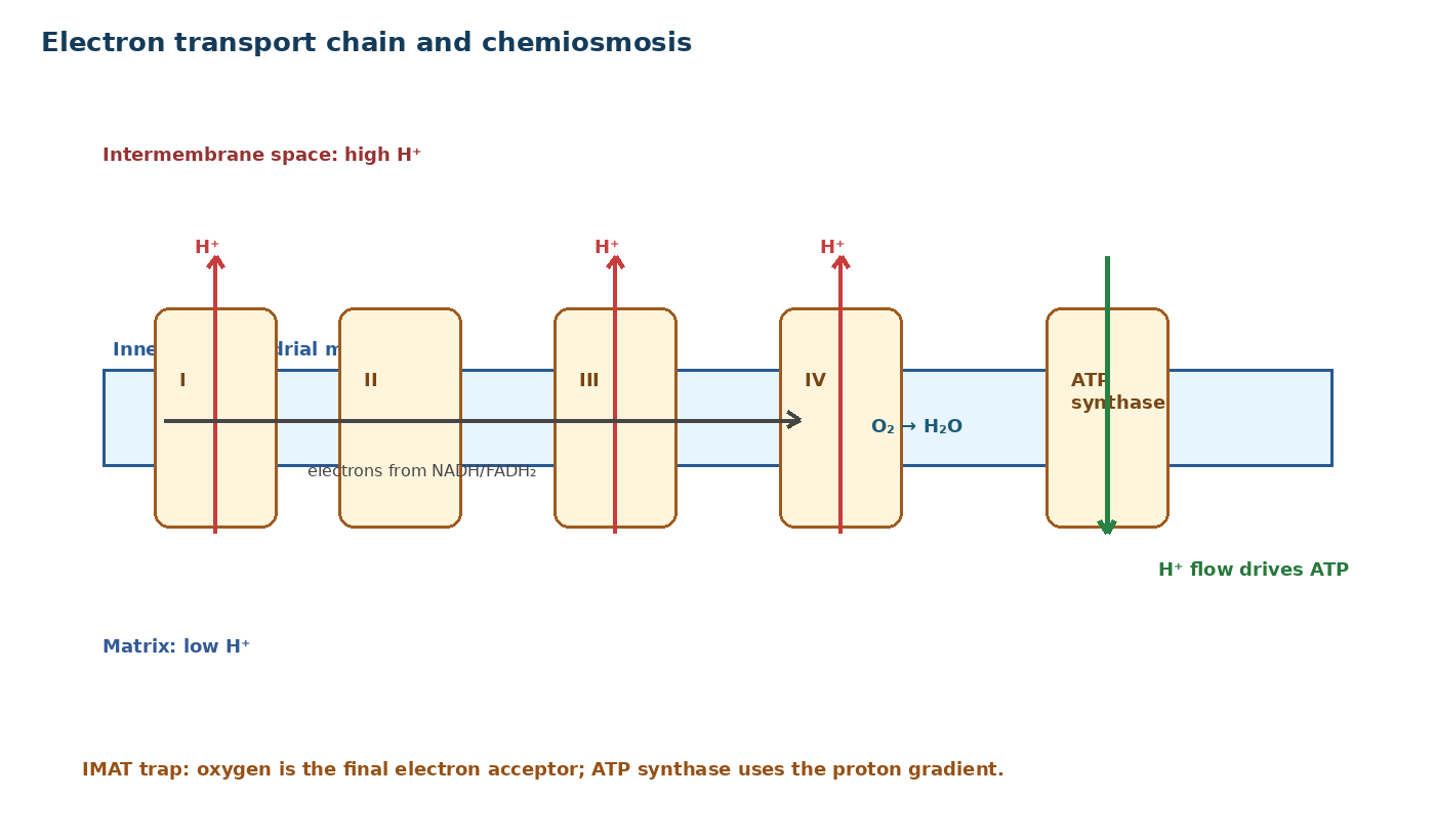 Electron transport chain