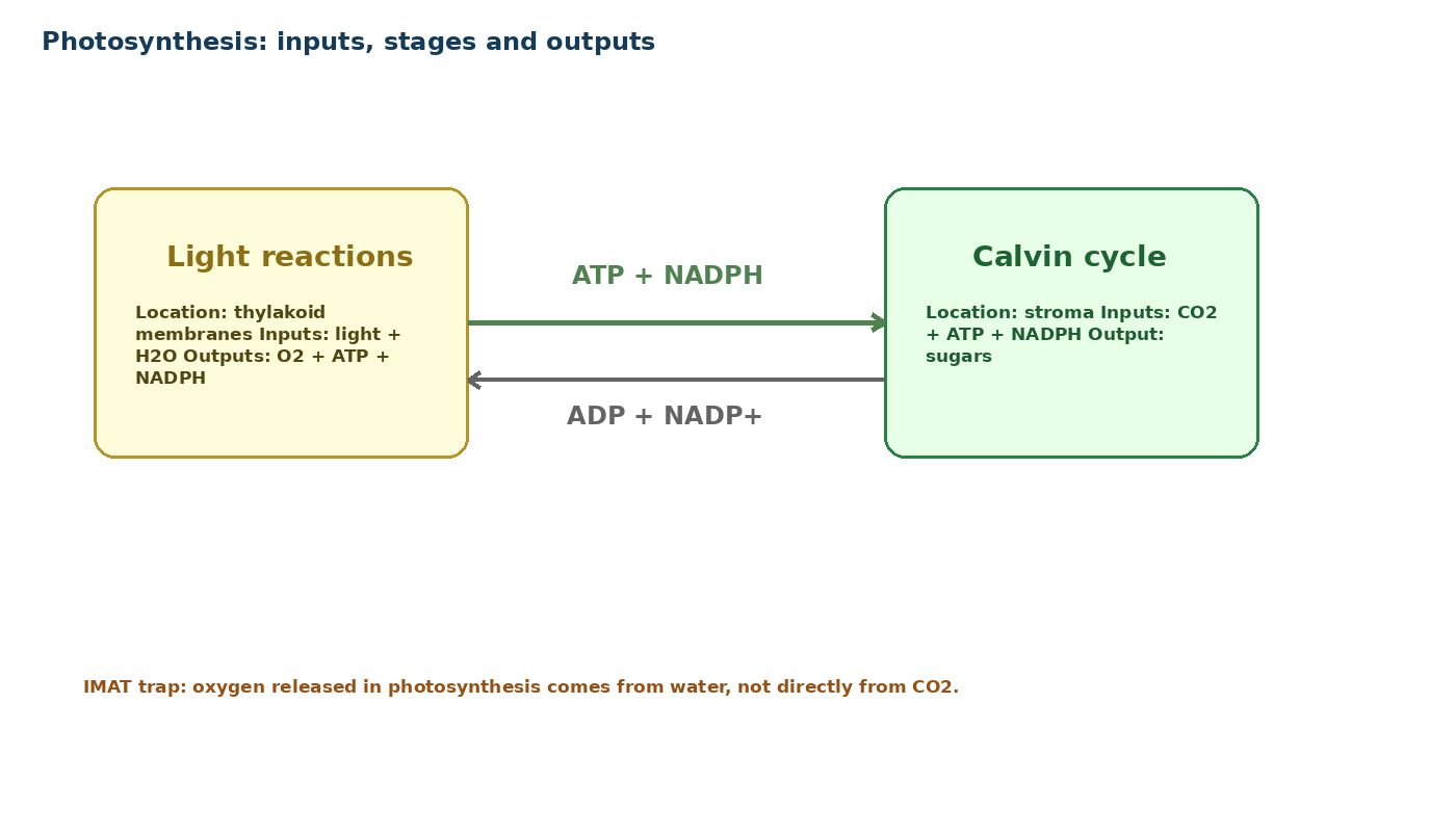 Photosynthesis and Plant Biology diagram