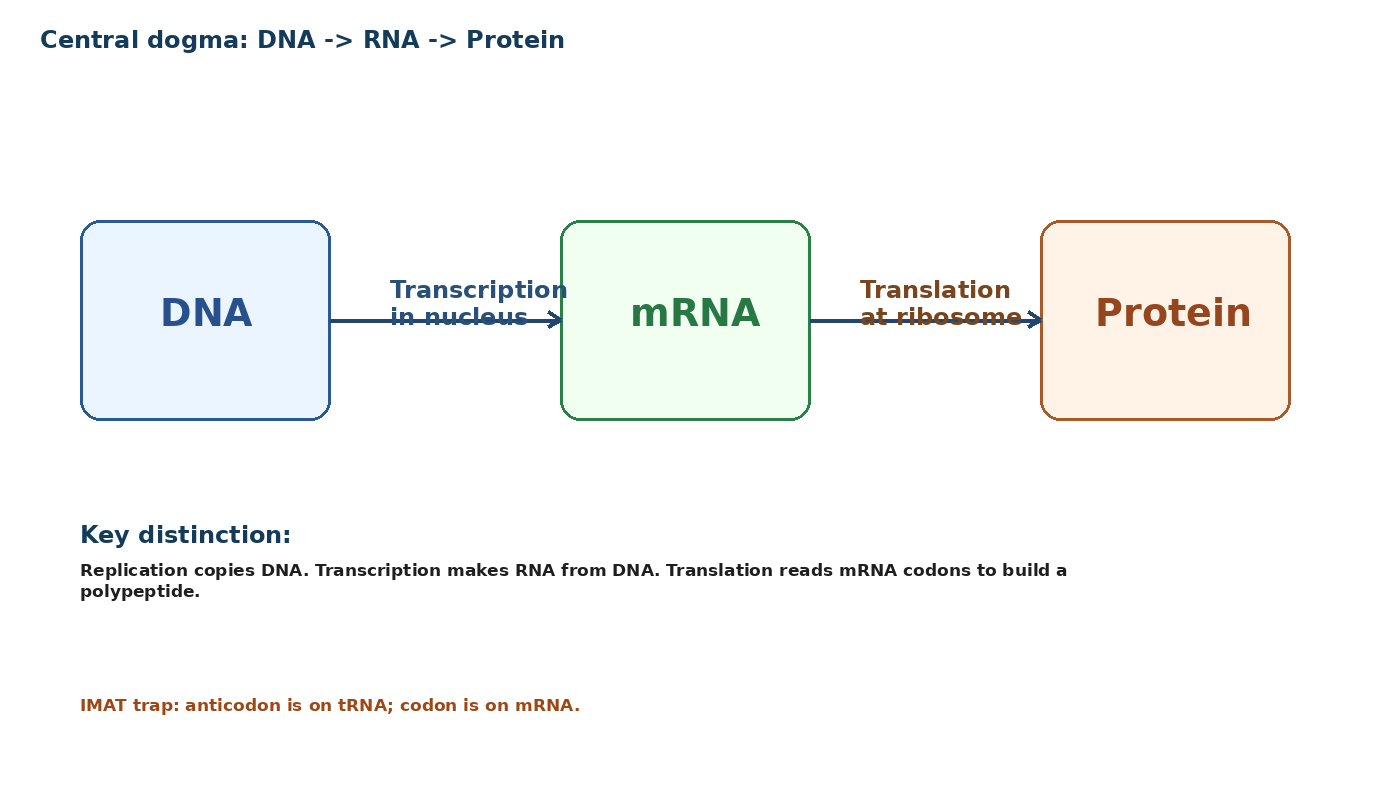DNA, RNA, Protein Synthesis and Gene Regulation diagram