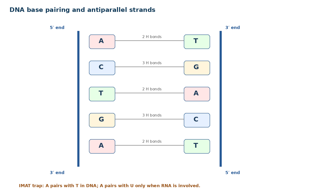 DNA base pairing