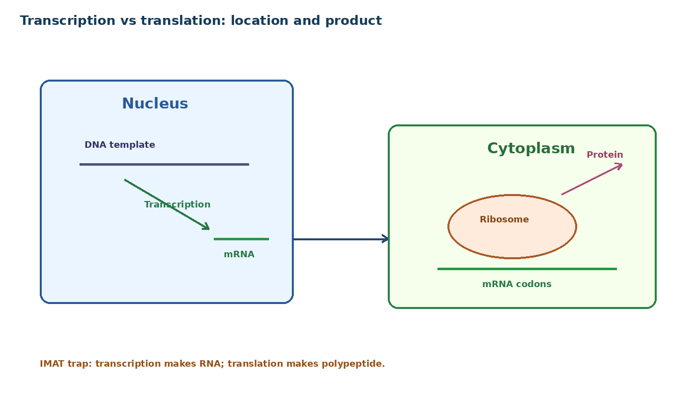 Transcription vs translation