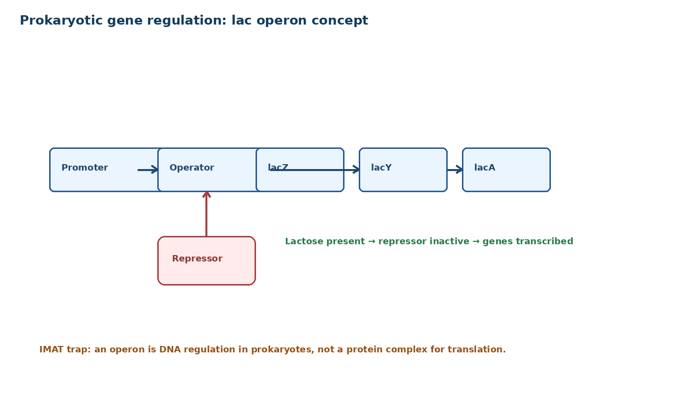 Lac operon