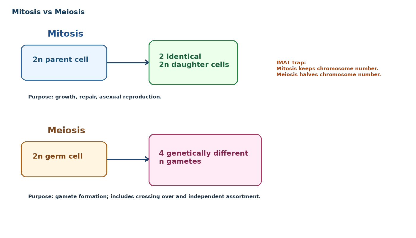 Cell Cycle, Mitosis, Meiosis and Reproduction diagram