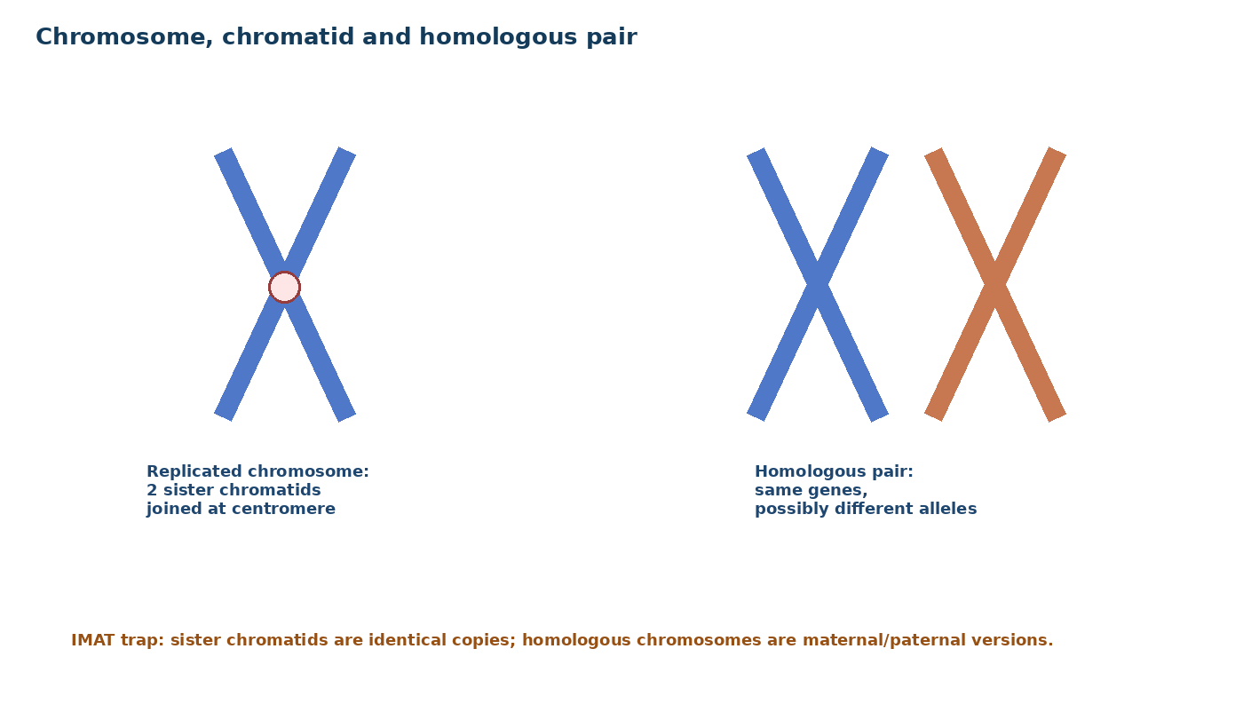 Chromosome, chromatid and homologous pair