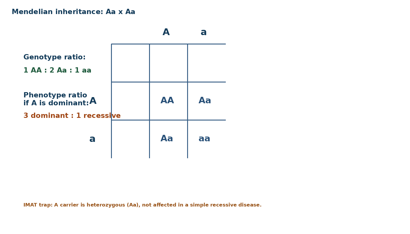Mendelian Genetics, Human Genetics and Evolution diagram