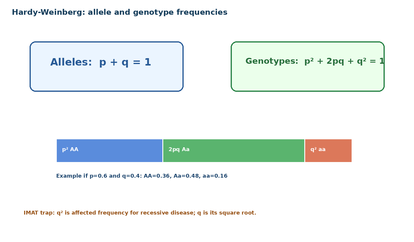 Hardy-Weinberg visual