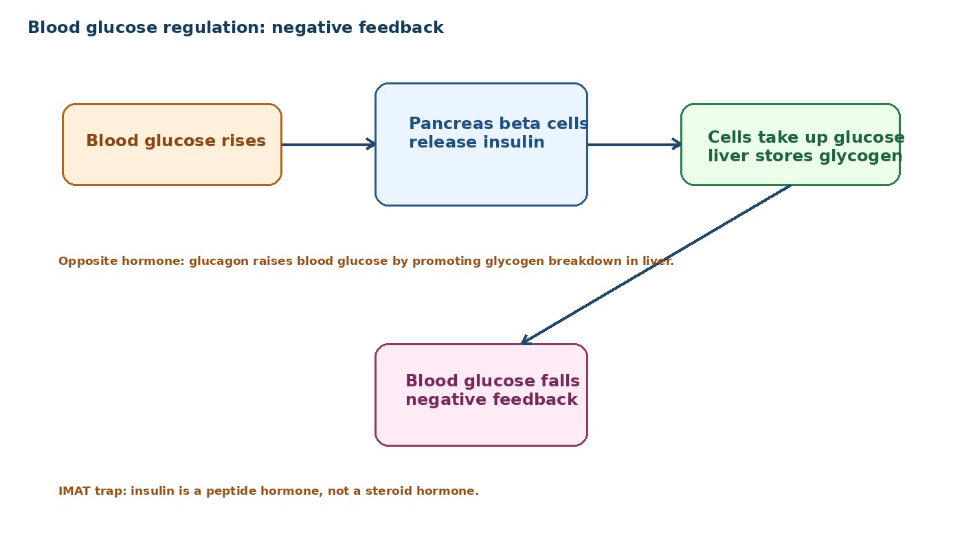 Human Physiology for Future Medical Students diagram