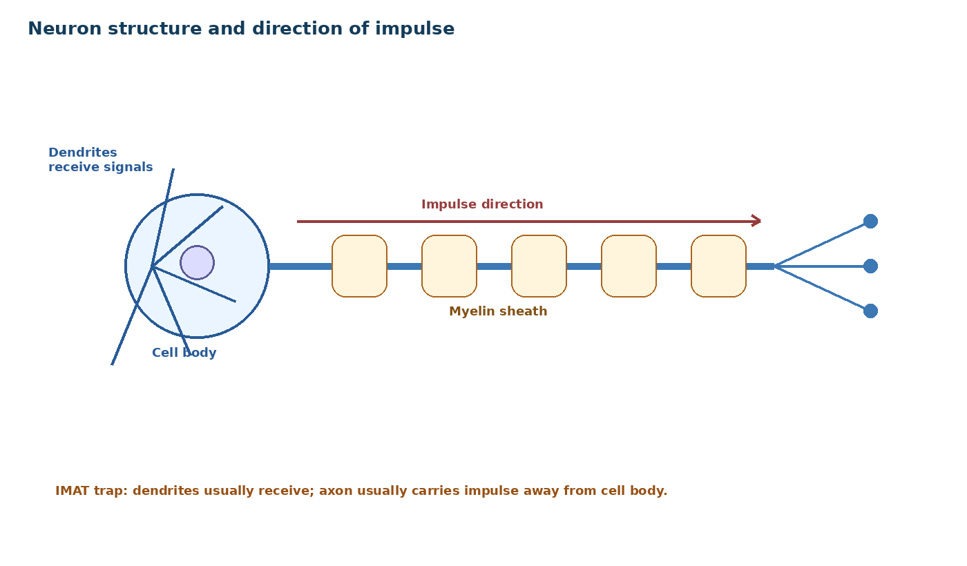 Neuron structure