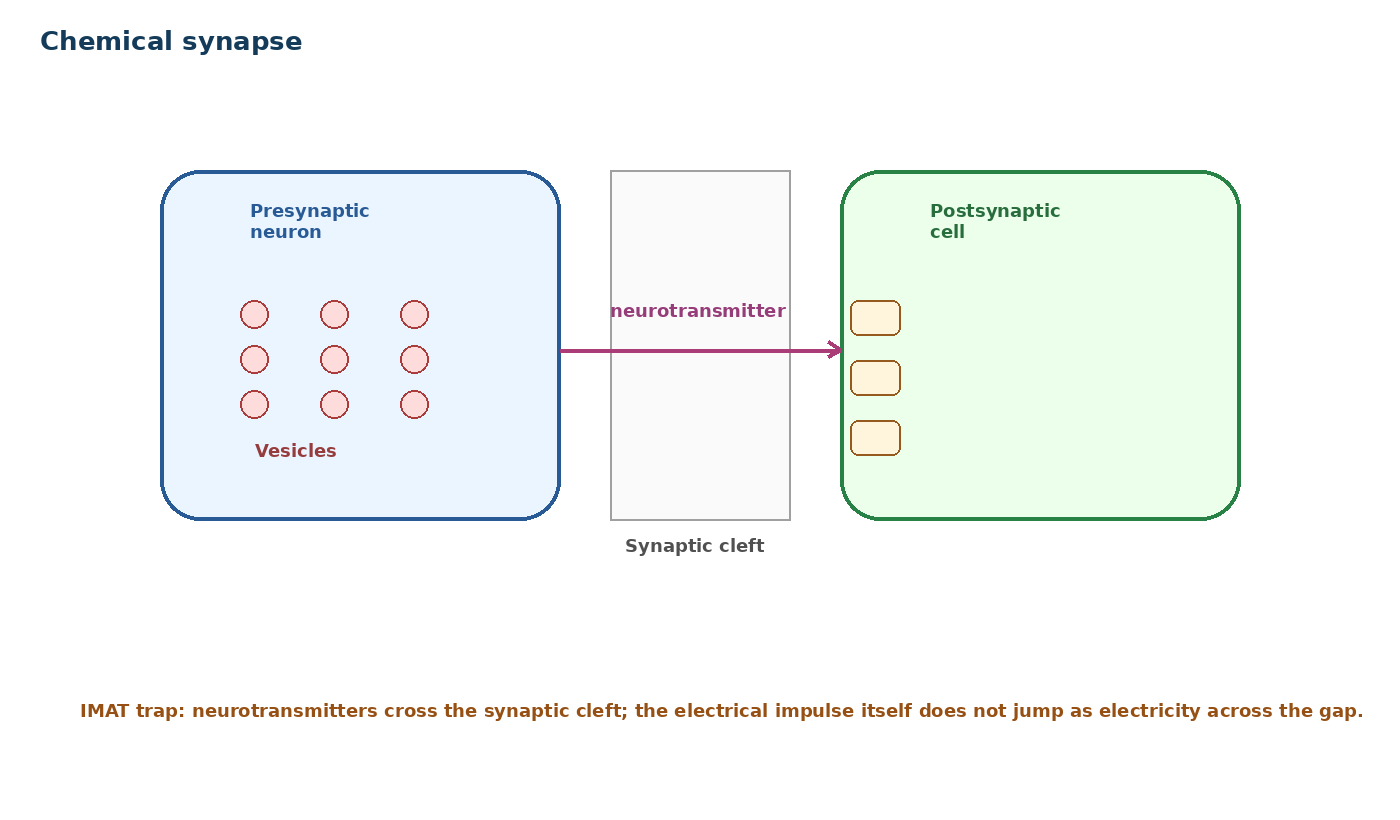 Chemical synapse