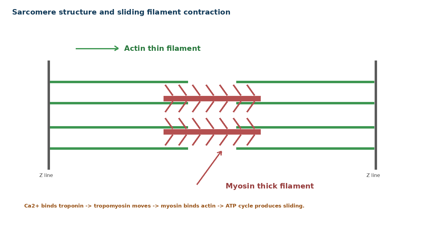 Muscle, Skeleton and Movement diagram