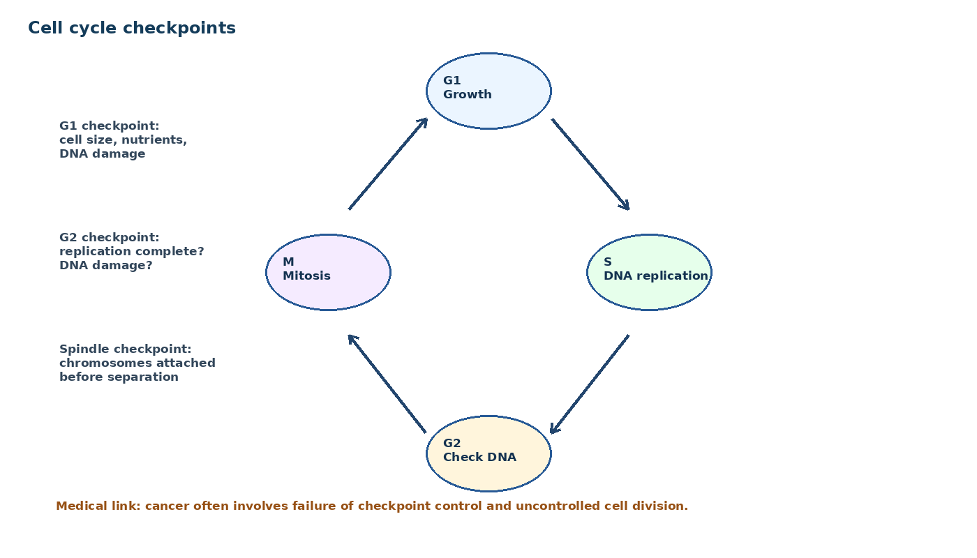 Cell Cycle Checkpoints